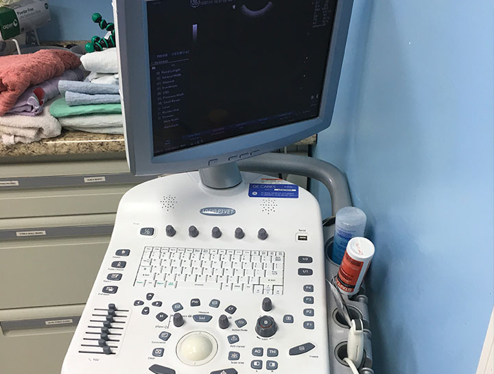 Pet Ultrasound